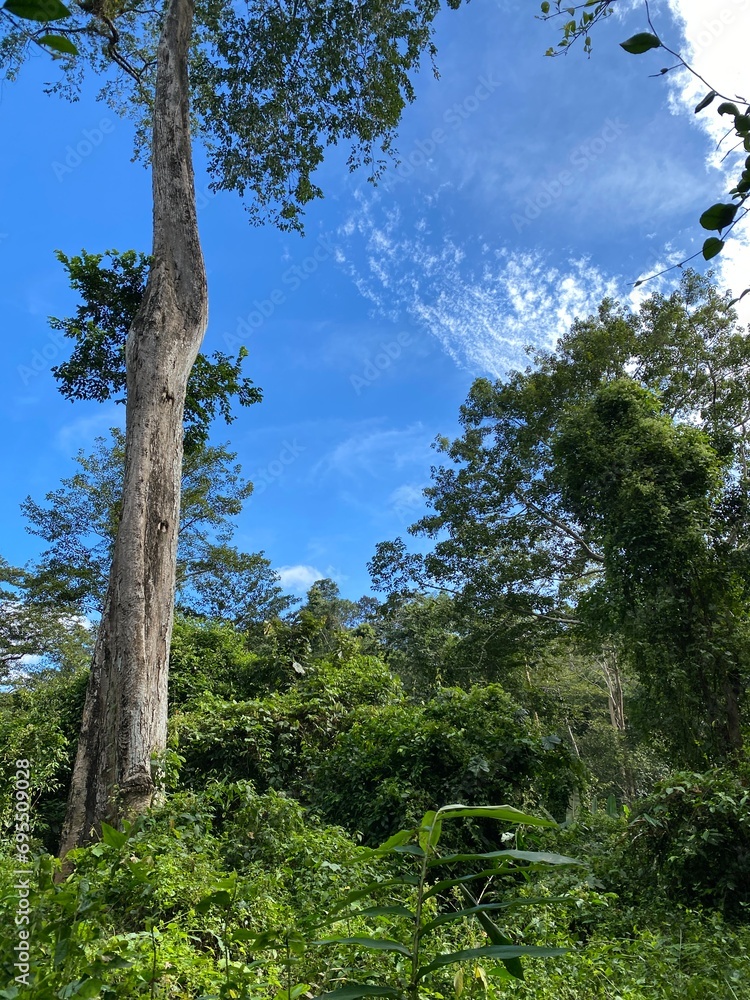 Fototapeta premium pine tree in the forest