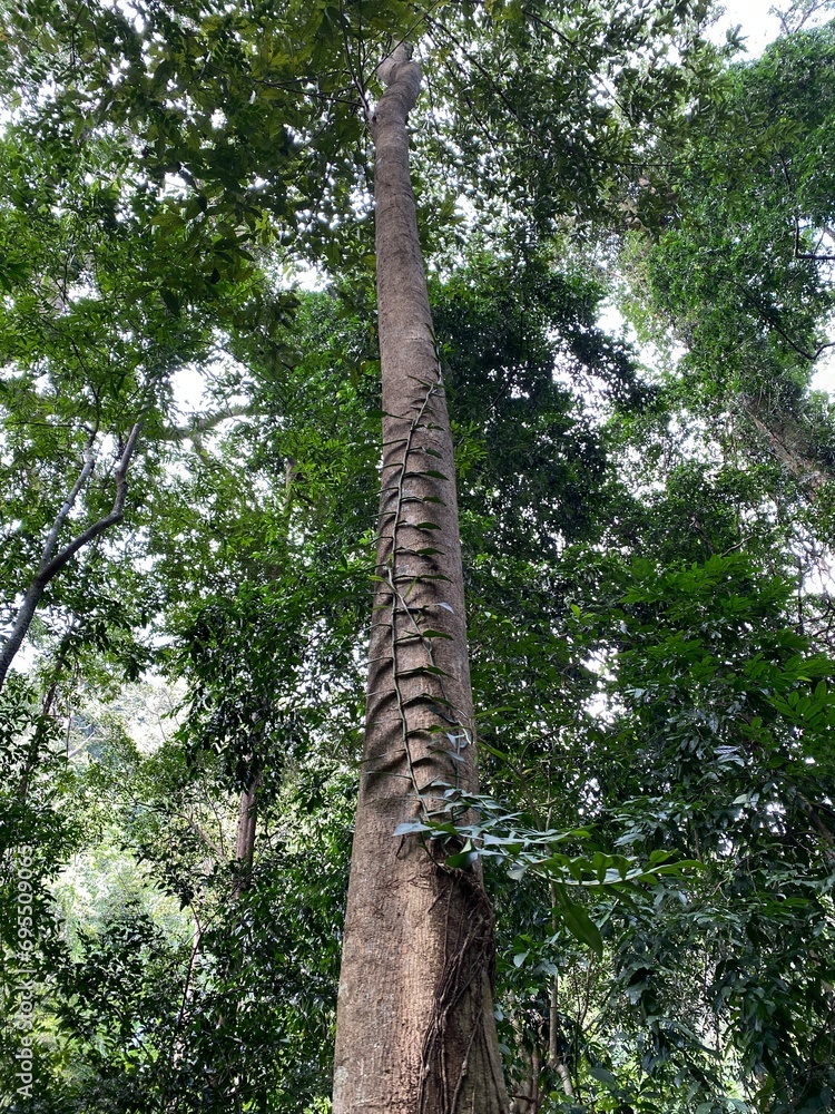 Fototapeta premium trees in the forest