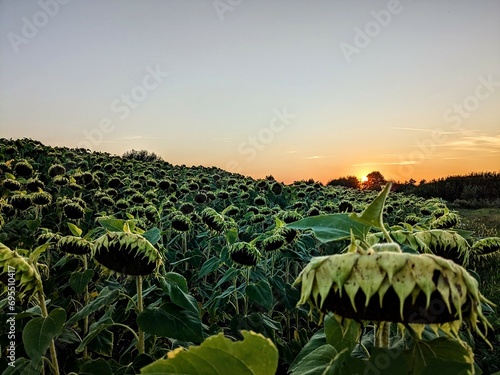 sunset over the sunflower field