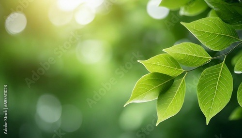 close up of nature view green leaf on blurred greenery background under sunlight with bokeh and copy space using as background natural plants landscape ecology wallpaper concept
