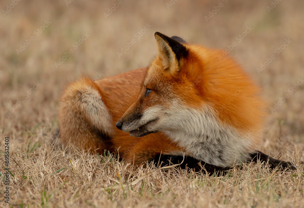 Obraz premium red fox in the wild