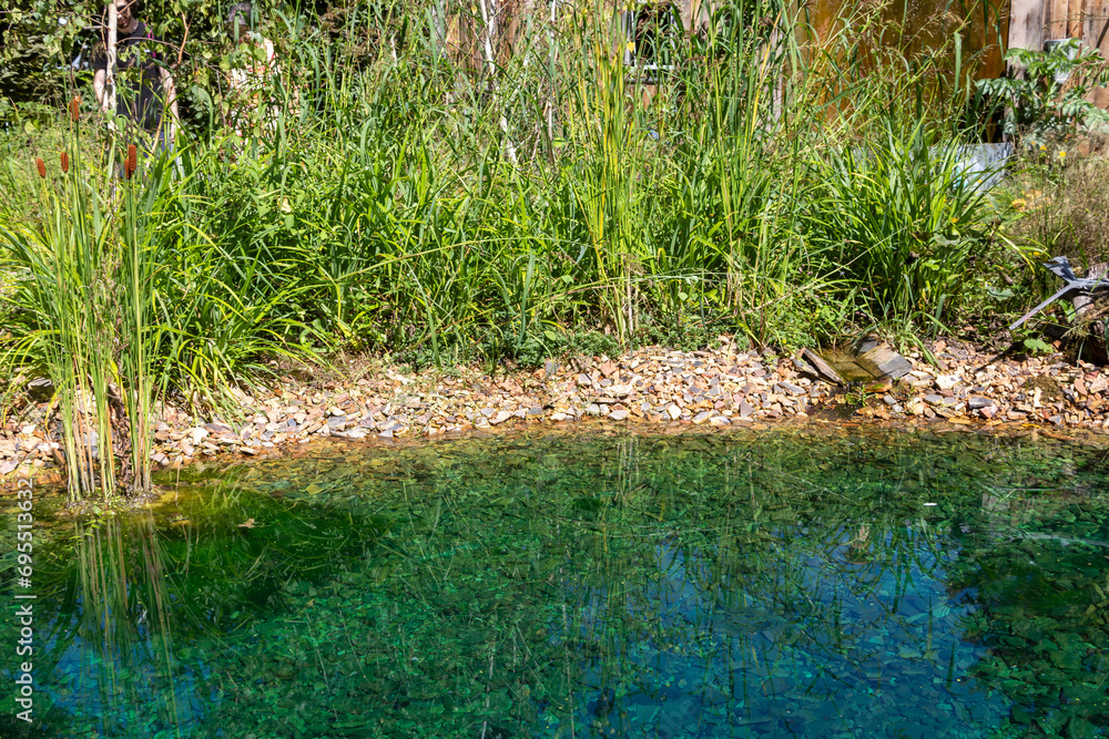 Ecosystème et zone humide - création d'une mare entourée de plantes dans un jardin naturel Ecosystème et zone humide - création d'une mare entourée de plantes dans un jardin naturel