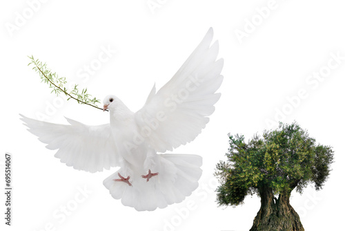 olive tree and white dove flying with olive branch in its beak isolated on white background