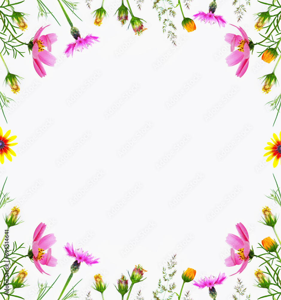 Frame. Bright colorful cosmos flowers isolated on white background. Frame. Bright colorful cosmos flowers isolated on white background.
