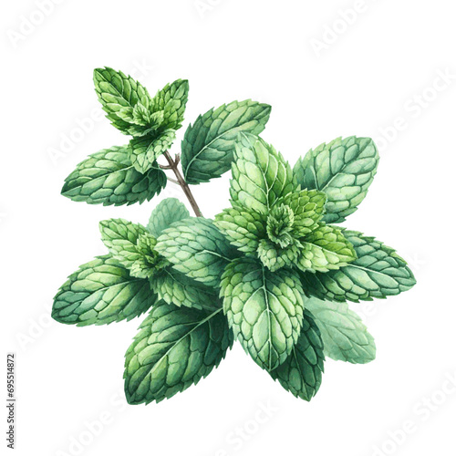 green mint herb with leaves watercolor paint on white for greeting card wedding design