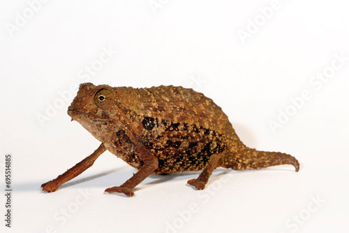 Tansania-Zwergchamäleon // Bearded leaf chameleon (Rieppeleon brevicaudatus / Rhampholeon brevicaudatus) photo