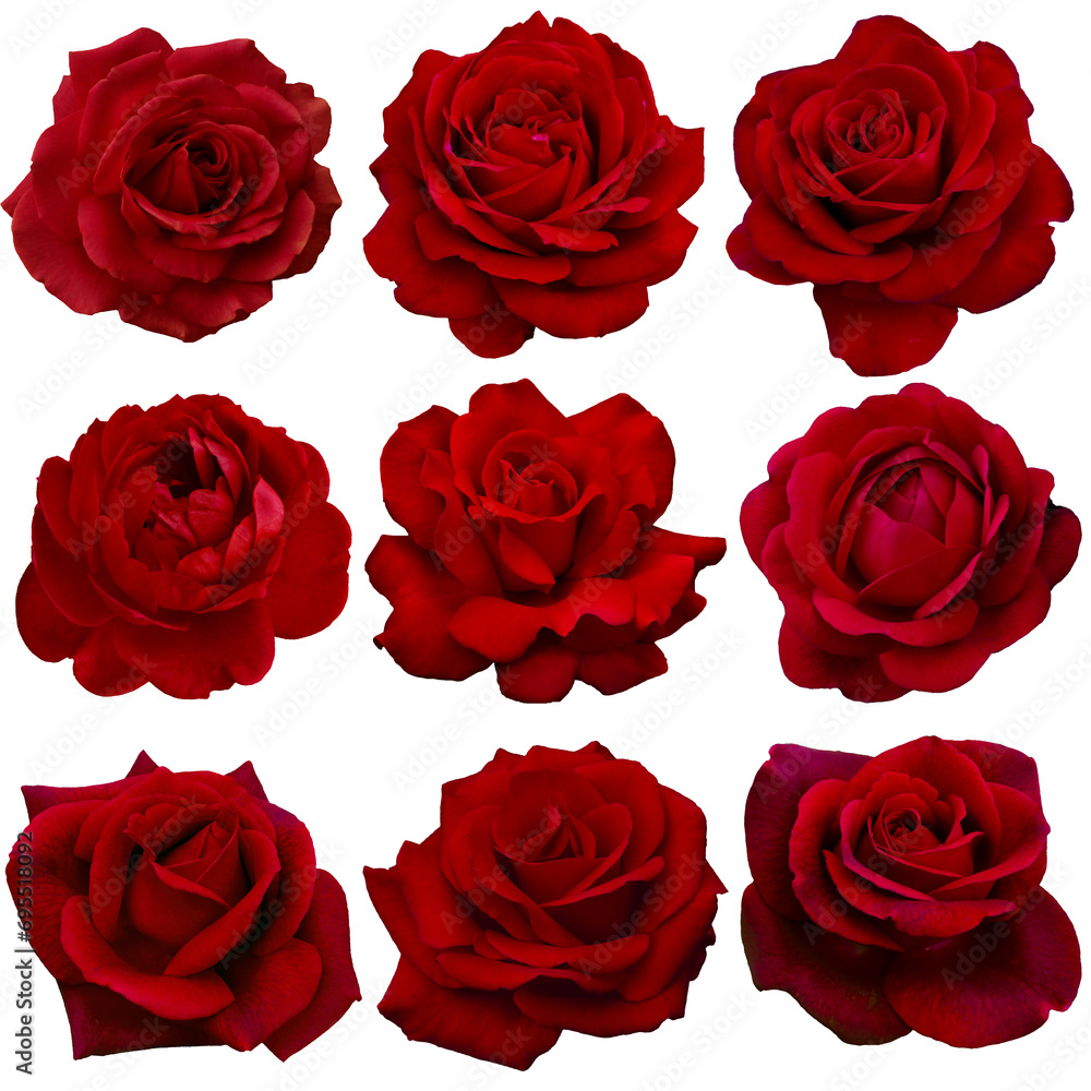 Red Roses Collage Collage of red roses isolated on transparent background Stock Photo ...