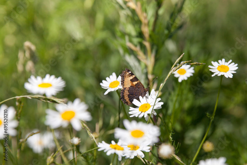 butterfly sits on a chamomile close-up on a meadow in summer