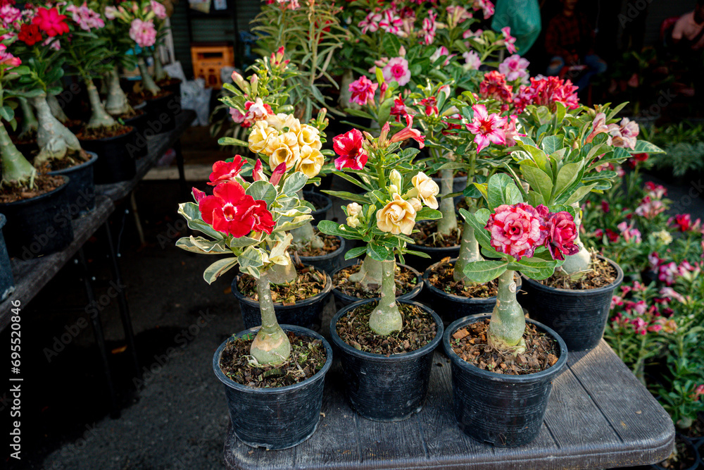 Desert Rose, Chuanchom, Impala lily, Pink bignonia, Mock Azalea, flower Adenium obesum, Dogbane Family, Apocynaceae Desert Rose, Chuanchom, Impala lily, Pink bignonia, Mock Azalea, flower Adenium obesum, Dogbane Family, Apocynaceae