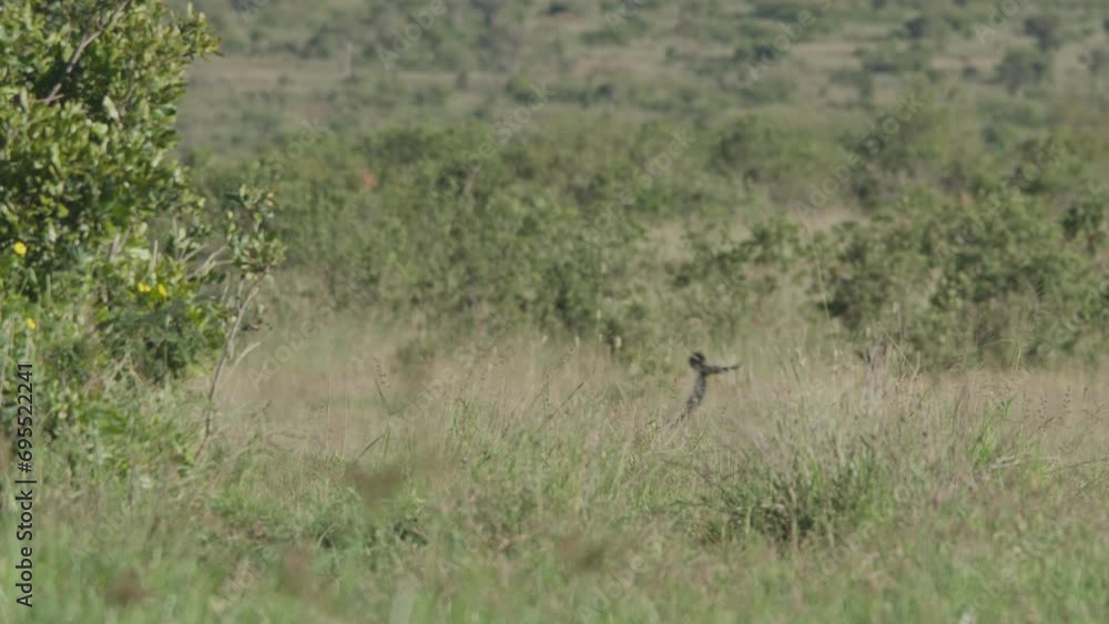 Long lens pan of a long-tailed widowbird (Euplectes progne) flying off quickly while mating display during the morning in Africa. Long lens pan of a long-tailed widowbird (Euplectes progne) flying off quickly while mating display during the morning in Africa.