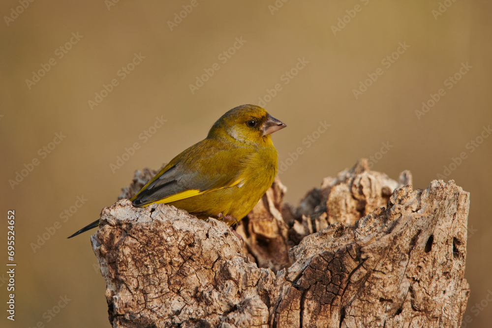 Fototapeta premium verderón europeo o verderón común​ (Chloris chloris)​ 