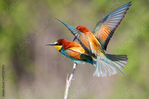 European Bee-eater, Merops apiaster, with wings spread. Green background. Colourful birds. © TAMER YILMAZ