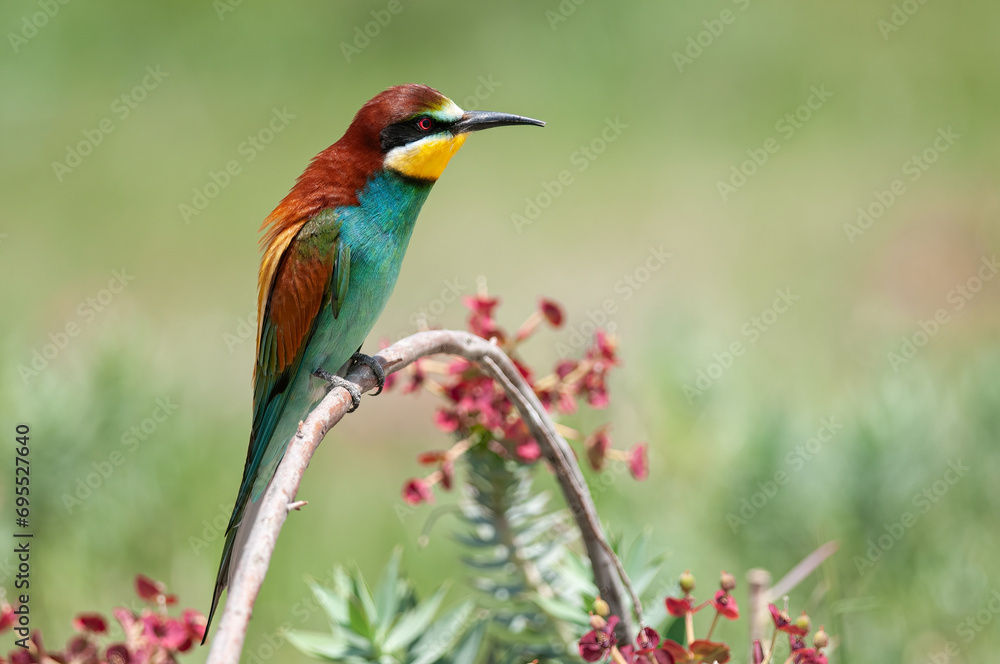 European Bee-eaters, Merops apiaster on the branch. Green background. Colourful birds. European Bee-eaters, Merops apiaster on the branch. Green background. Colourful birds.