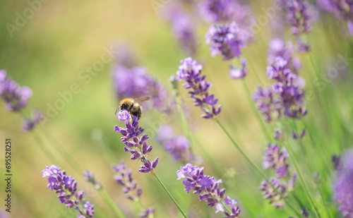 Fototapeta Naklejka Na Ścianę i Meble -  closeup on lavender flowers blooming  in a garden and  honey bee collecting pollen