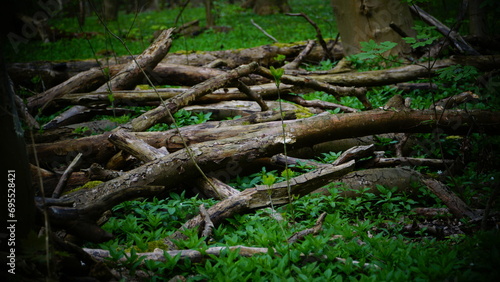 Natur, Wald, Berge