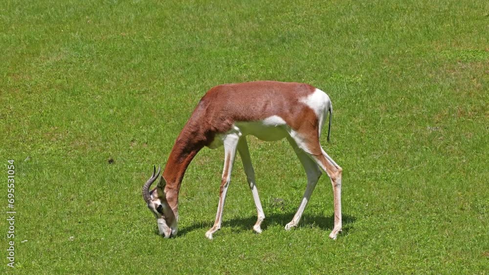 Dama gazelle, Gazella dama mhorr or mhorr gazelle is a species of gazelle. Lives in Africa in the Sahara desert and the Sahel, browses on desert shrubs and acacia and it eats rough grasses in drought Dama gazelle, Gazella dama mhorr or mhorr gazelle is a species of gazelle. Lives in Africa in the Sahara desert and the Sahel, browses on desert shrubs and acacia and it eats rough grasses in drought
