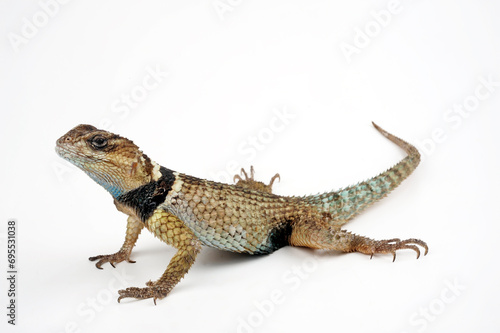 Mexikanischer Stachelleguan // Crevice Spiny Lizard (Sceloporus poinsetti) © bennytrapp