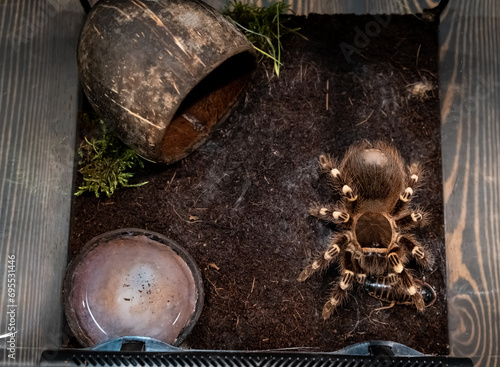 A spider injects venom into a madagascar cockroach in a terrarium close-up. Acanthoscurria geniculata. Phobia concept. Toxic poison. Brazilian large size tropical animals. Blaptica dubia. 4k footage photo