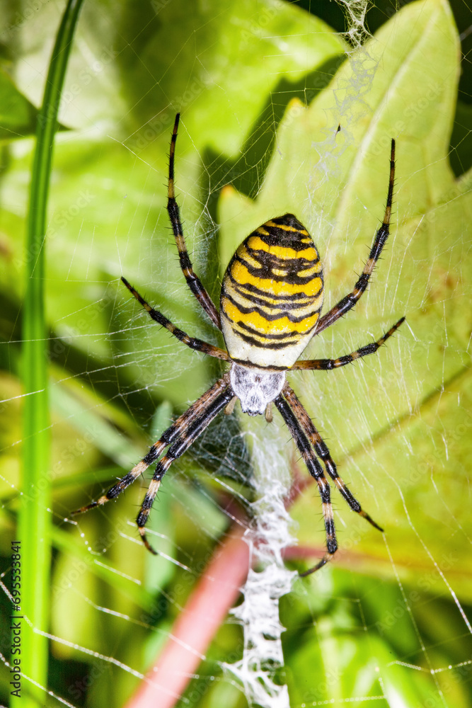 Female wasp spider in spider web, on green background. Habitat in Poland - global warming effect. Female wasp spider in spider web, on green background. Habitat in Poland - global warming effect.