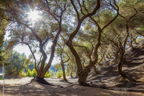 Olive grove, trees with twisted trunks, shadows and light play under the trees with dense wide-spreading crowns.