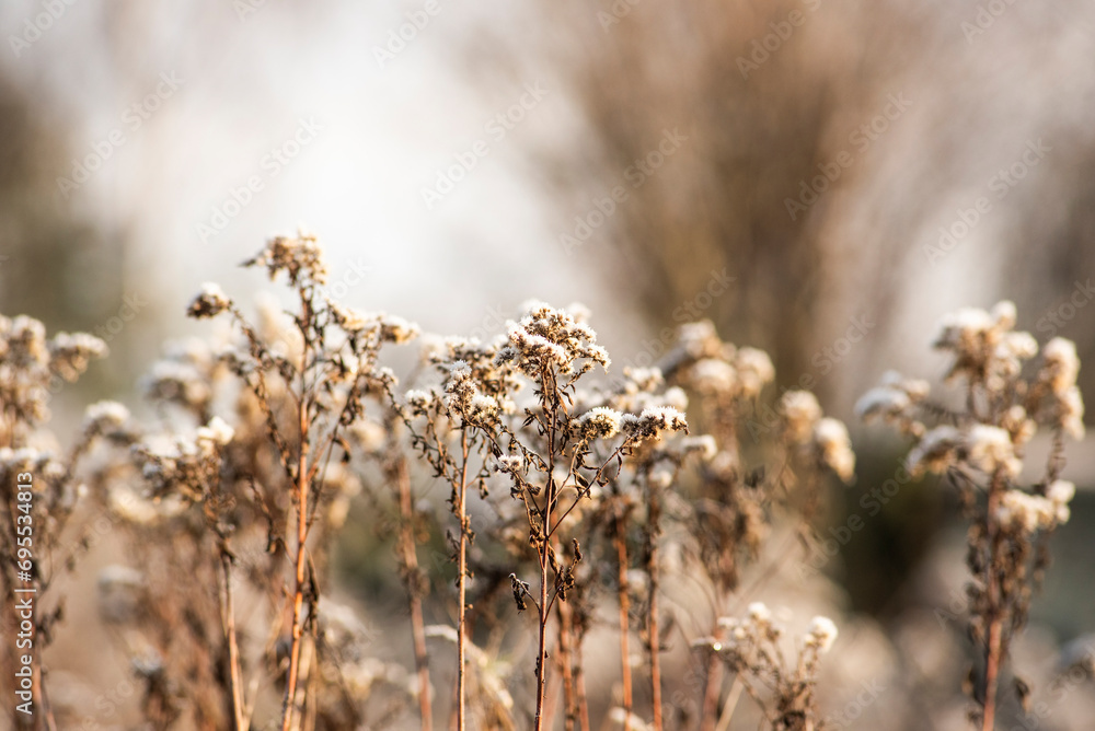 Beautiful frozen plants in the garden. Natural winter landscape. Beautiful frozen plants in the garden. Natural winter landscape.
