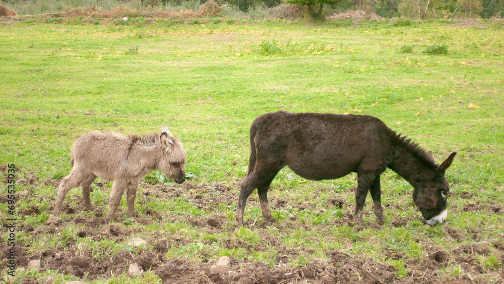 Burro y cría en ladera de monte en Asturias Burro y cría en ladera de monte en Asturias