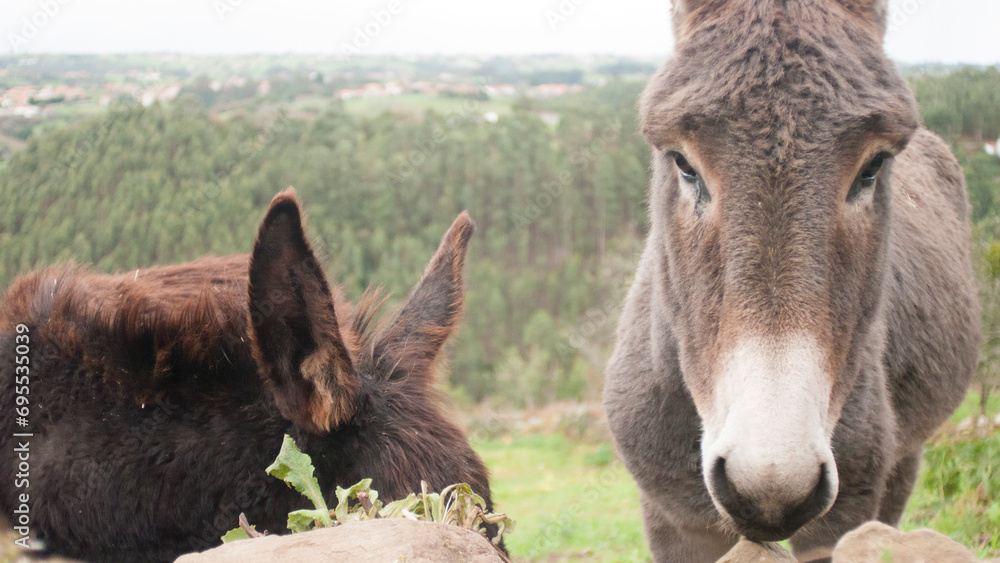 Fototapeta premium Burro gris junto a burro oscuro en ladera de monte en Asturias