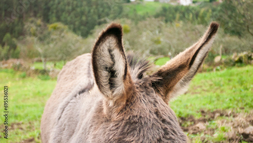 Orejas de burro gris en monte © Darío Peña