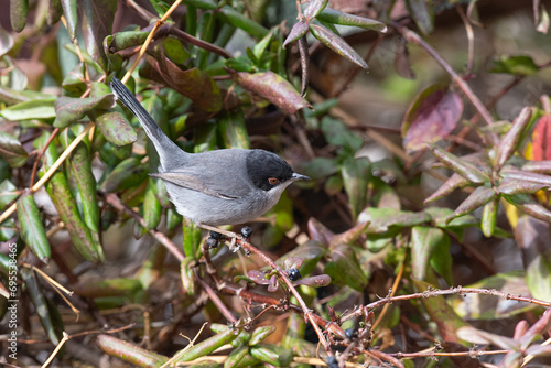 Sardinian Warbler, Sylvia melanocephala, feeding in the bushes. photo