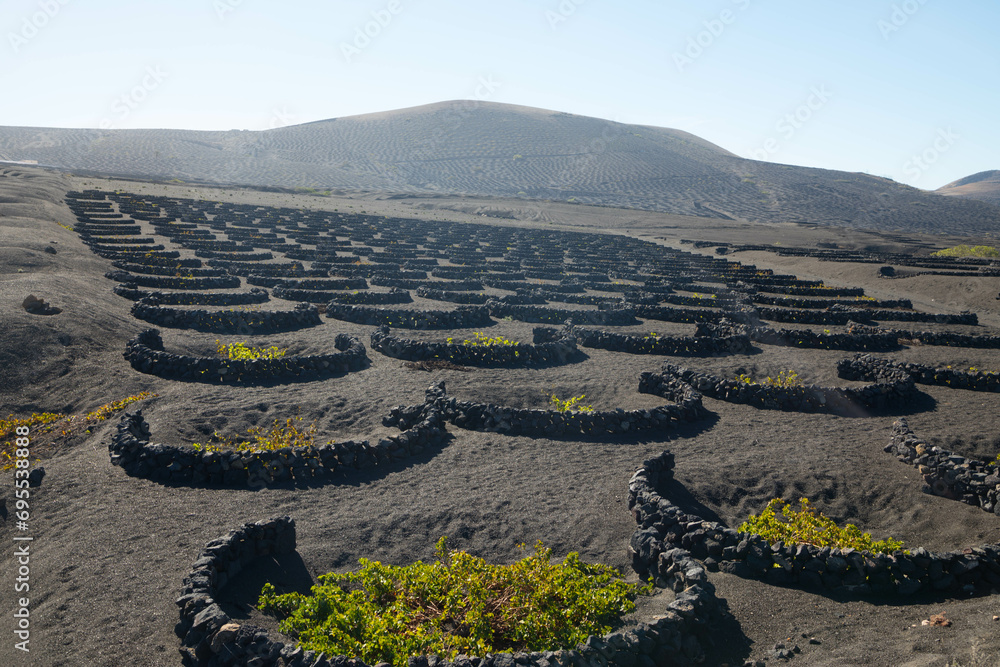 Wine growing district of la geria. Tratitional culitvation of vines in a lava field near Timanfaya national park. Lanzarote, Spain, Europe