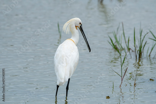 The Eurasian spoonbill is a large, white, long-striding, uniquely beaked, heron-like bird of the family Threskiornithidae of shallow waters.