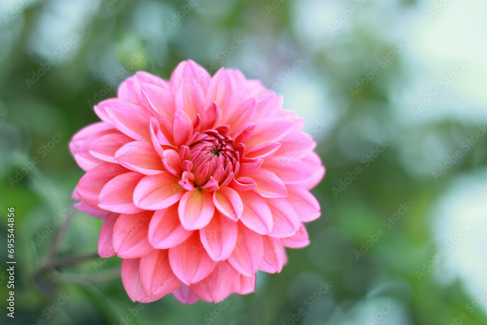 pink Dahlia flower head on light green defocused background. Dahlia petals closeup. Pink Dahlia blooming. pink Dahlia flower head on light green defocused background. Dahlia petals closeup. Pink Dahlia blooming.