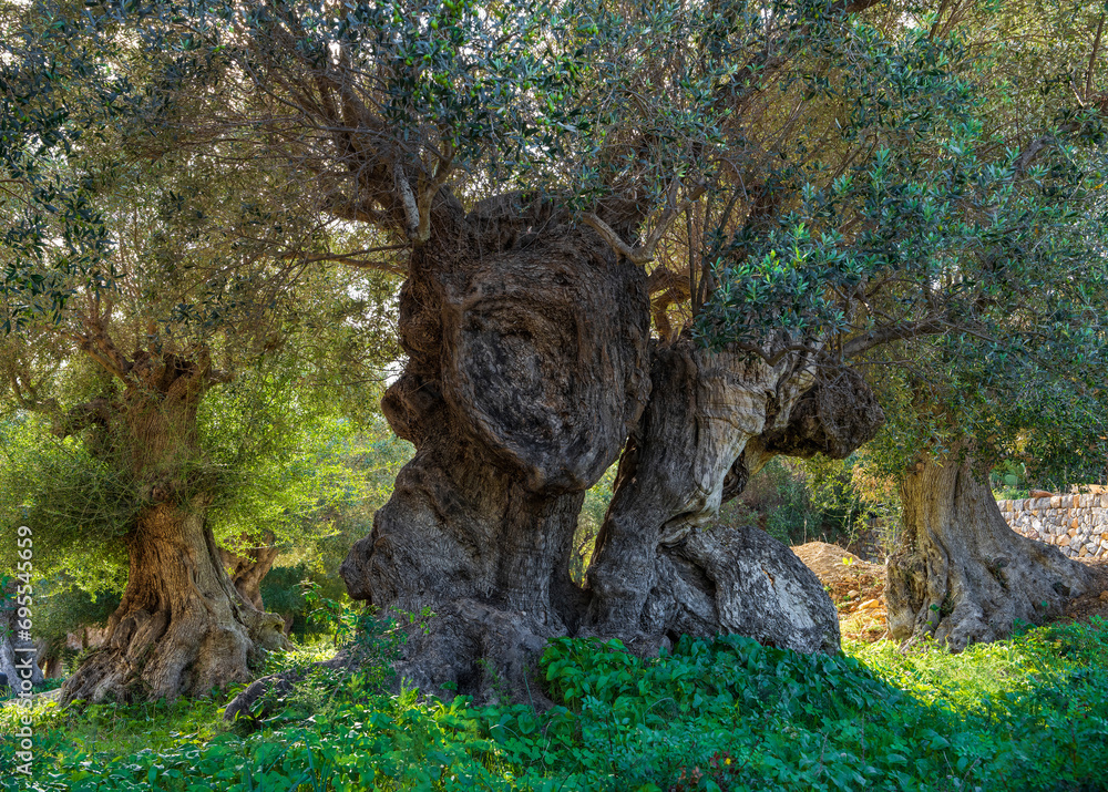 An old olive tree with a twisted, crooked trunk. Scenic view of an olive garden on the island of Mallorca, Spain. Balearic Islands.