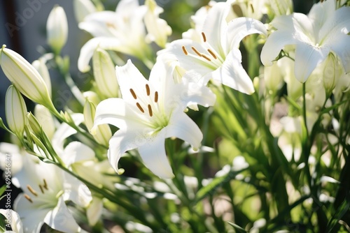  a close up of a bunch of white flowers with green stems and stems in the foreground, with a blurry background of a building in the foreground.