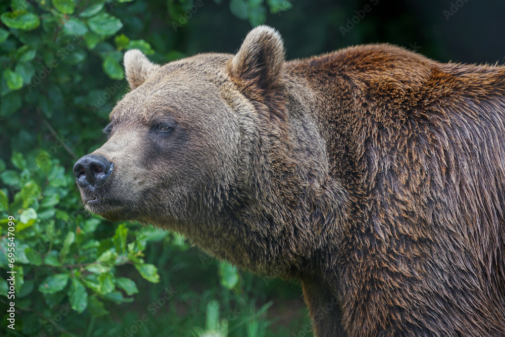 Portrait of a majestic brown bear ursus arctos Portrait of a majestic brown bear ursus arctos