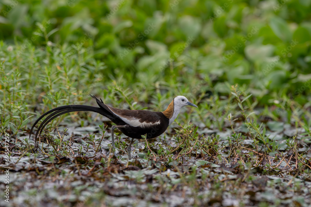 Fototapeta premium The pheasant-tailed jacana is a bird species from the jacana family found in Asia. Jacanas are a group of plovers that live in shallow lakes and can walk through lake vegetation with their large feet.