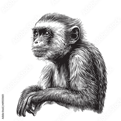 Cute Capuchin monkey sketch hand drawn realistic style