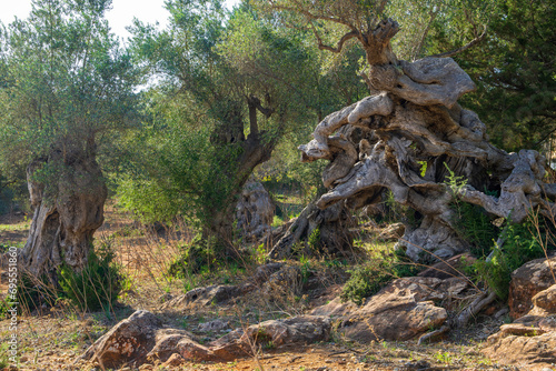 An old olive tree with a twisted, crooked trunk. Scenic view of an olive garden on the island of Mallorca, Spain. Balearic Islands.