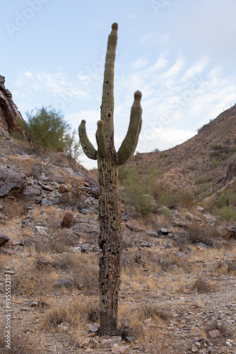 Mature Saguaro Cactus Phoenix Mountains