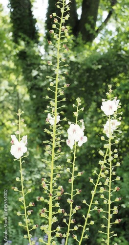 (Verbascum blattaria 'Athum') Moth mullein. Blossom of tiny pink buds into white flowers with purplish centre and orange stamens on slender erect stems
 photo