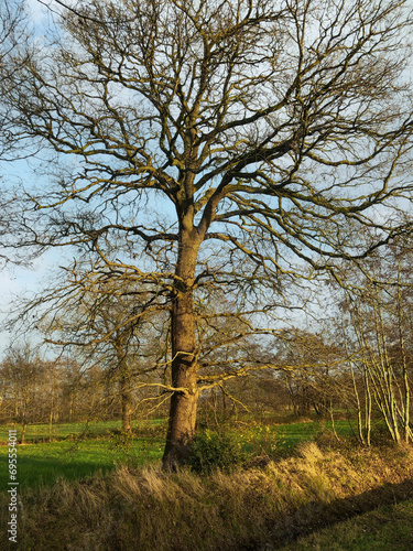 Oaktrees and meadows. Sunset in winter at Uffelte Drenthe Netherlands photo