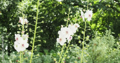 (Verbascum blattaria) Moth mullein. Pink buds and white flowers with orange stamens covered in purple hairs on erect stems swaying lightly in the wind
 photo