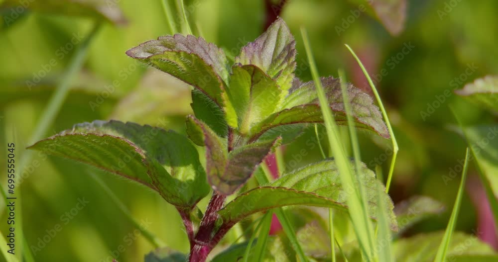 Close up shot of lavender mint in the wild Close up shot of lavender mint in the wild