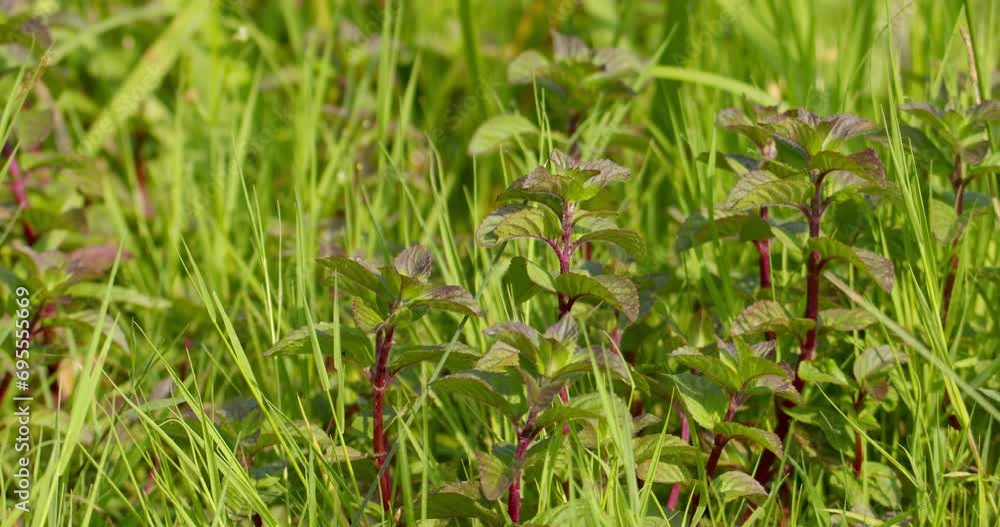 Lavender mint growing in wild grass in sunny day Lavender mint growing in wild grass in sunny day