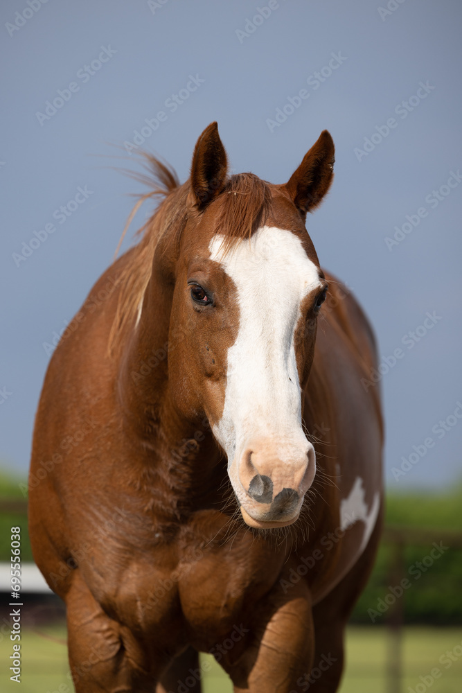 Fototapeta premium Paint Mare