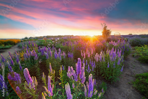 Fototapeta Naklejka Na Ścianę i Meble -  Multicolored flowering summer meadow with red pink poppy flowers, blue cornflowers. Wild summer flowers field. Summer landscape background with beautiful flowers. Banner. High quality photo