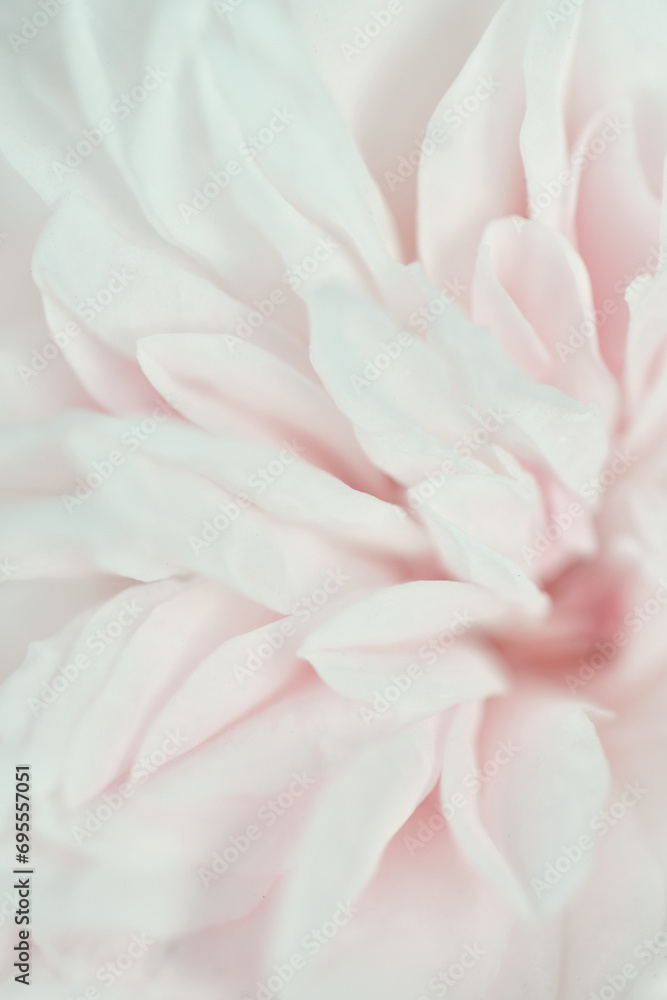beautiful soft pink wedding rose  flower blooming background. extreme macro shot.  cloudy