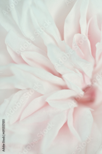 beautiful soft pink wedding rose  flower blooming background. extreme macro shot.  cloudy © anakondasp