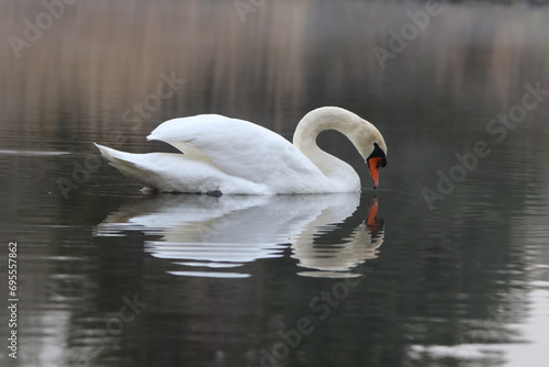 swan swimming grace in yhe park