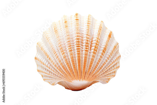 Exquisite seashell isolated on white with detailed ridges, perfect for marine themes and natural history content.